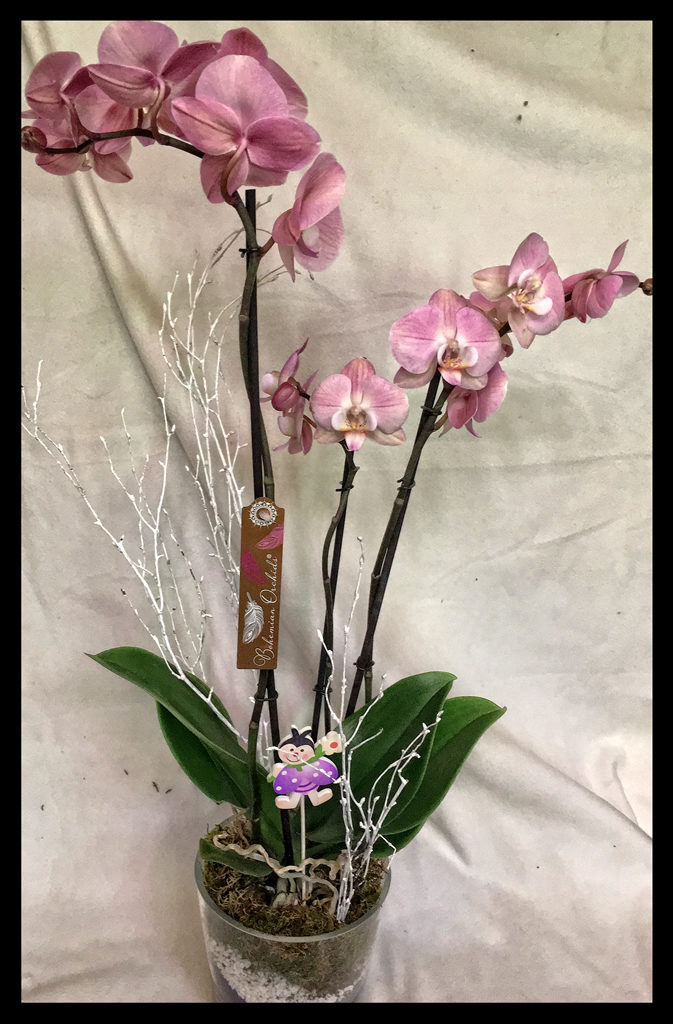 Phalaenopsis en base de cristal 60€
