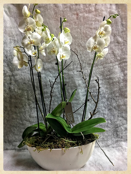 Montaje Phalaenopsis Aniversario